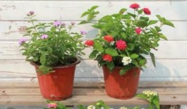 八姐爆料何捷视频大全最新,何捷视频大全，独家爆料带你一探究竟